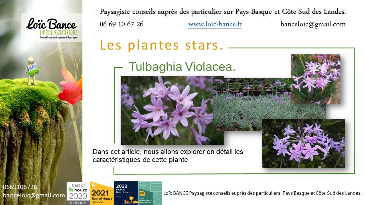 Paysagiste Hossegor une vivace plante star de juillet 2024 : Tulbaghia Violacea.